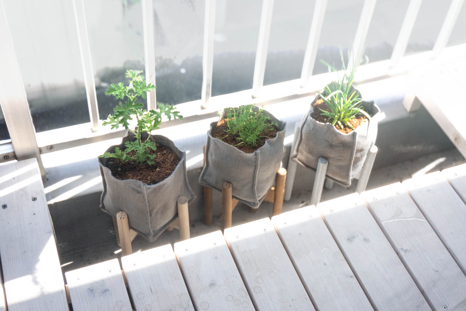ベランダのプランターに植えられた小さい苗三つ