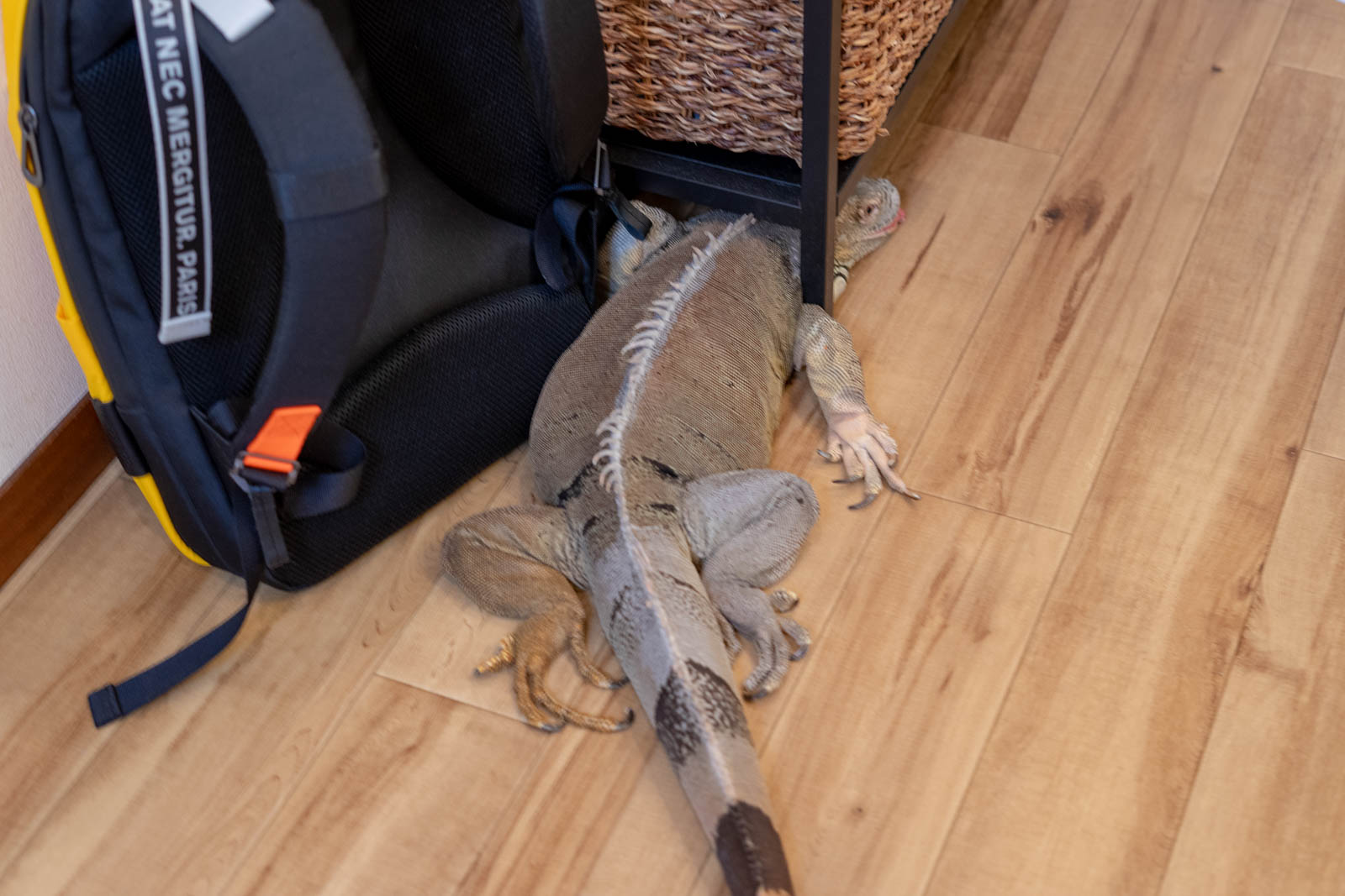 棚の下の狭い隙間に大きな体で潜り込もうとしてかろうじて頭だけ入っているイグアナ