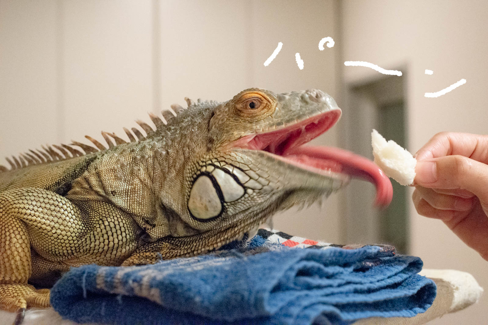 ちぎった食パンに向かって舌を長く伸ばすイグアナ