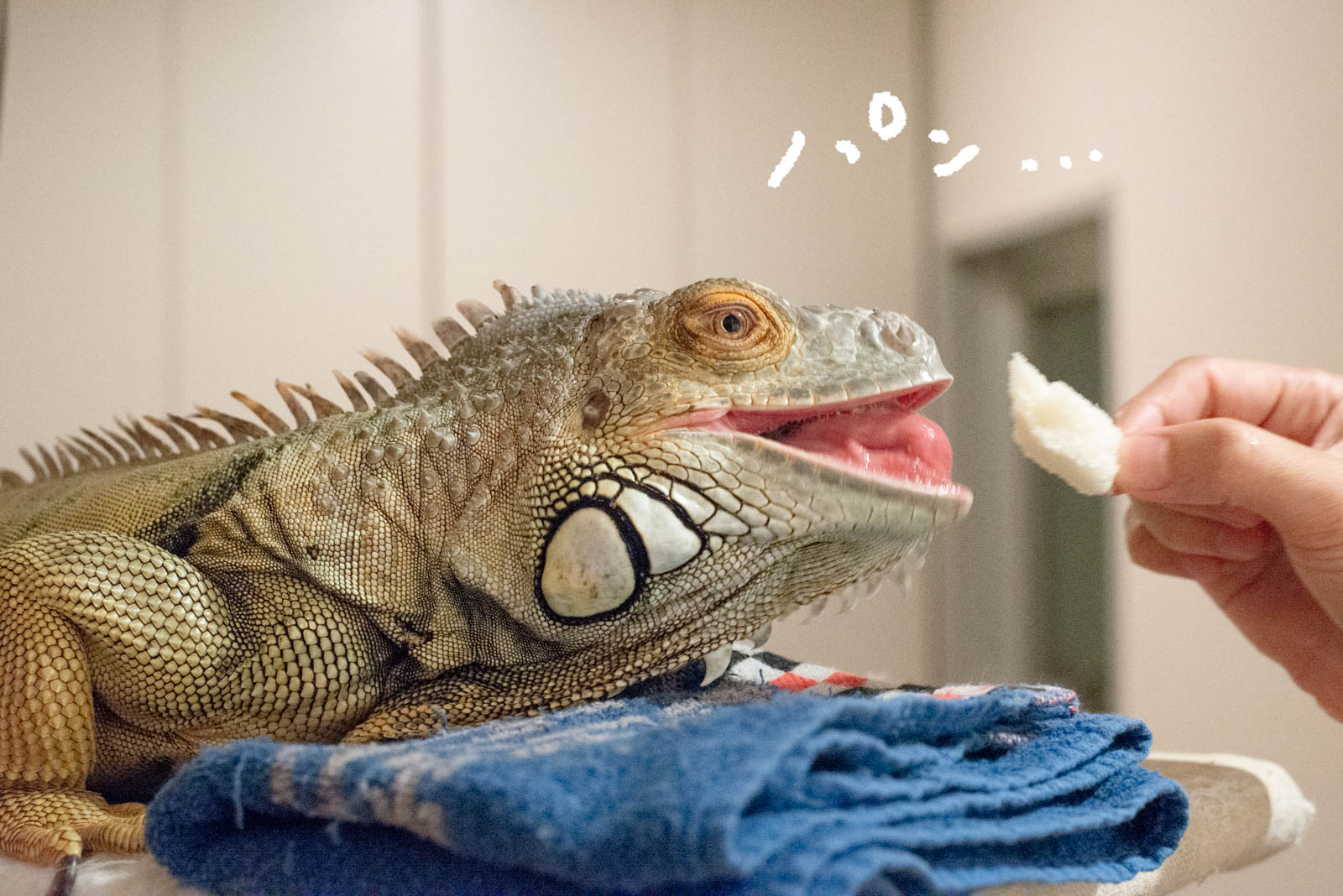 ちぎった食パンに向かって口を開けるイグアナ