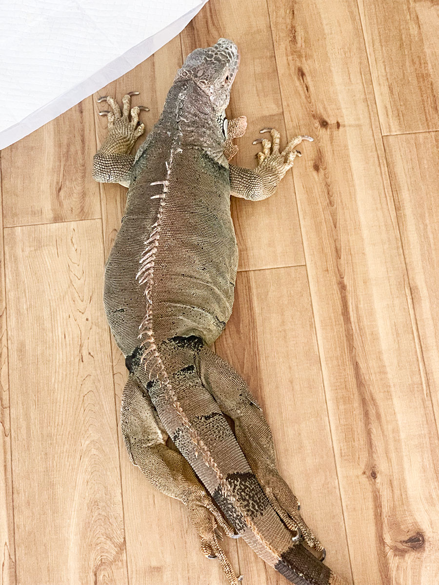 両足を伸ばしてピッタリ尻尾に添わせたイグアナ