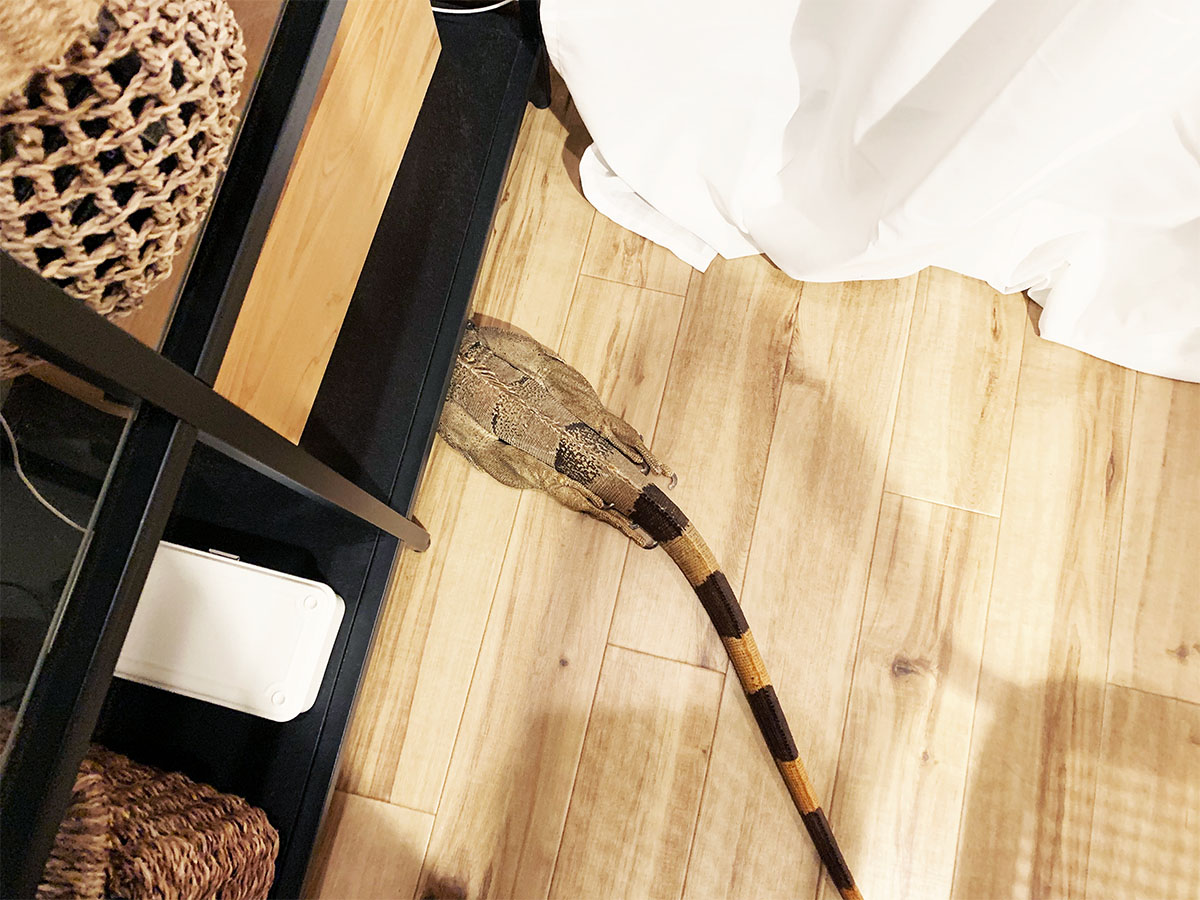 棚の下に潜り込んだイグアナを俯瞰で見た写真。体は隠れていて、尻尾と尻尾にピッタリ添わせた足だけが丁度付け根のあたりからはみ出ている。