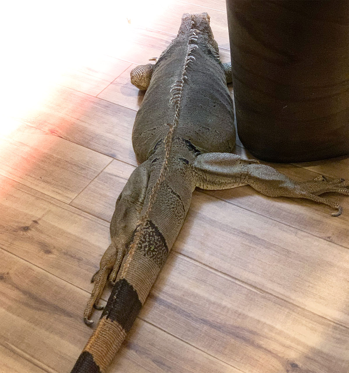 左足のみ尻尾にピッタリ添わせ、右は大きく開脚しているイグアナ