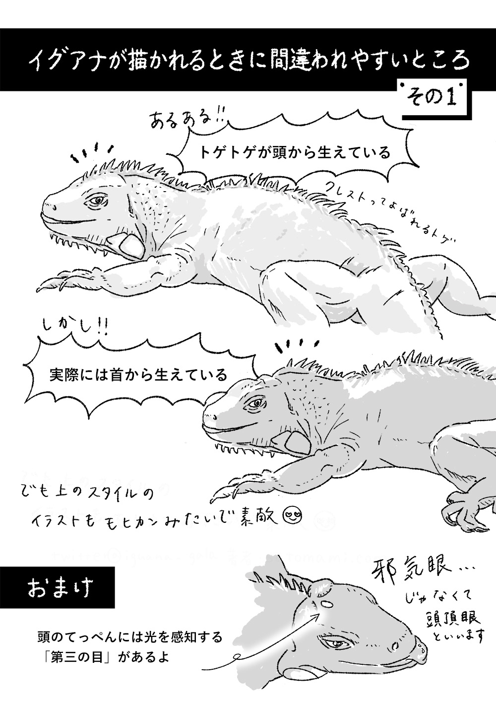 イラスト:イグアナが描かれるときに間違われやすいところ、その1。あるある!!トゲトゲ(クレストって呼ばれるトゲ)が頭から生えている。しかし!!実際には首から生えている。でも頭から生えてるスタイルのイラストもモヒカンみたいで素敵。ちなみに頭のてっぺんには光を感知する「第三の目」があるよ。邪気眼...じゃなくて頭頂眼と言います。