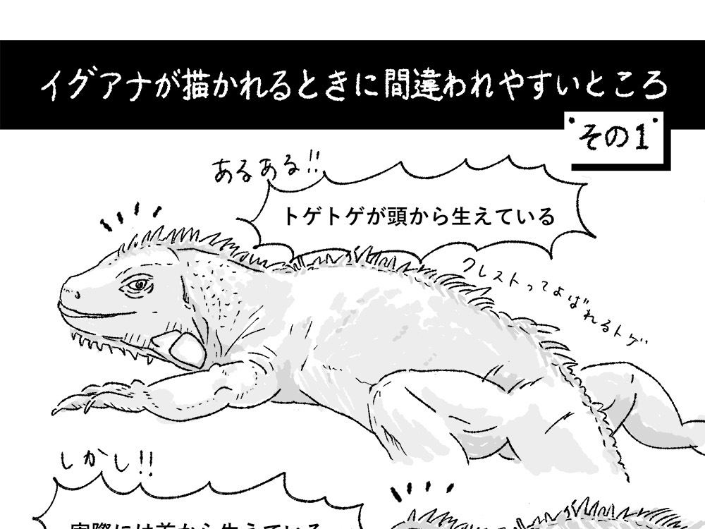 イグアナが描かれるときに間違われやすいところ、その１
