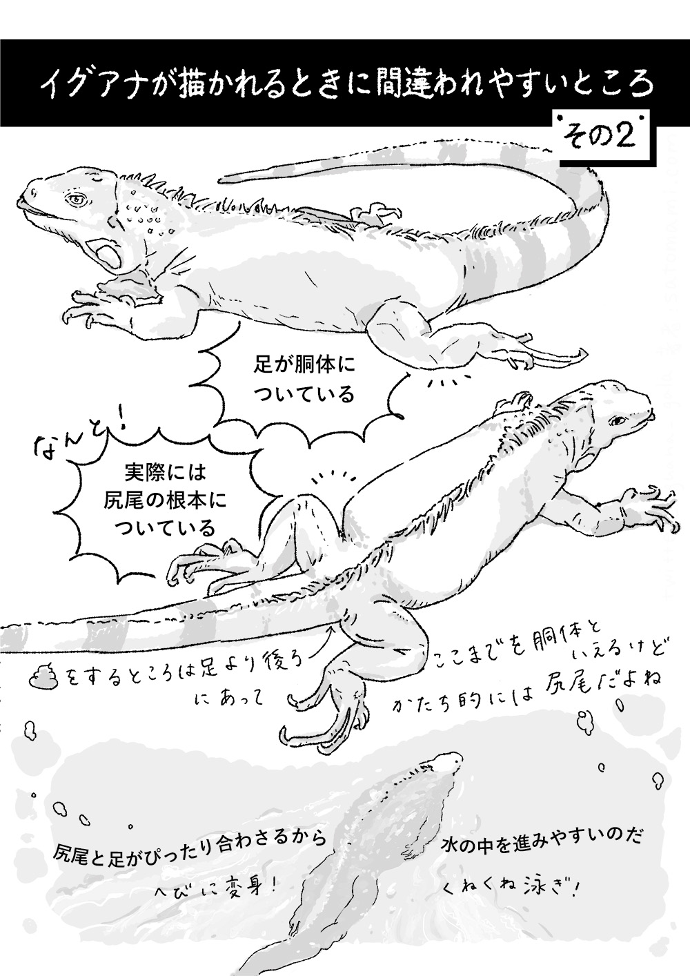 イラスト:イグアナが描かれるときに間違われやすいところ・その2。足を胴体のお腹の脇から生やして描く間違い。なんと実際にはもっと後方で、お腹の膨らみの下の尻尾の根本についている(肛門は足より後ろにあるので厳密には胴体だが、かたち的には尻尾の部分)。足を伸ばすと尻尾とぴったり合わさり一直線になるので、ヘビに変身したように水の中をくねくねと泳ぎ進みやすいのだ。