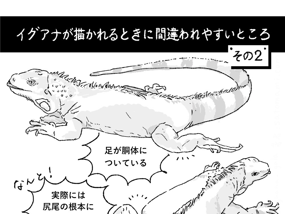 イグアナが描かれるときに間違われやすいところ、その２