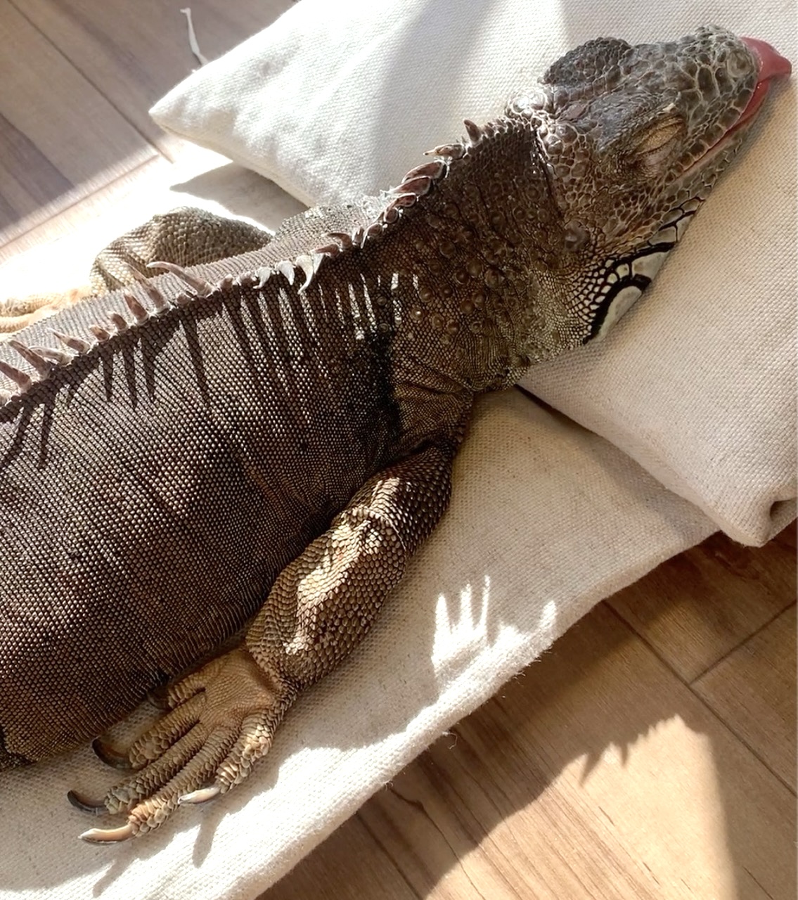 日光が差している部屋のクッションの上で寝ているイグアナ